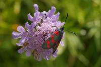 Zygaena transalpina