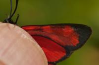 Zygaena transalpina