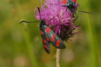 Zygaena filipendulae