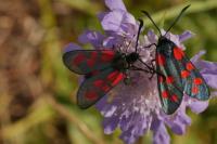 Zygaena loti