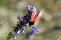 Zygaena erythrus actae