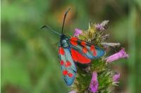 Zygaena transalpina