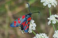 Zygaena transalpina