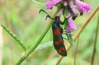 Zygaena transalpina