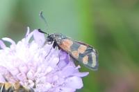 Zygaena carniolica