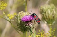 Zygaena filipendulae