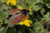 Zygaena exulans