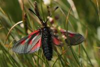 Zygaena exulans