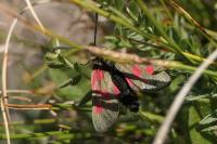 Zygaena exulans