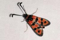 Zygaena fausta