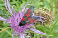 Zygaena trifolii