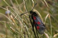 Zygaena exulans