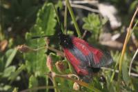 Zygaena purpuralis