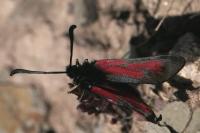 Zygaena purpuralis