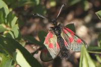 Zygaena exulans