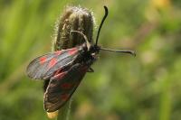Zygaena exulans