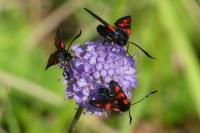 Zygaena trifolii