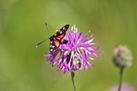 Zygaena ephialtes