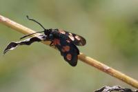Zygaena trifolii