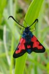 Zygaena trifolii