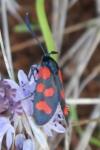 Zygaena transalpina