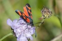 Zygaena transalpina