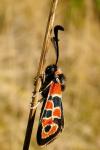 Zygaena fausta