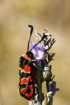 Zygaena fausta