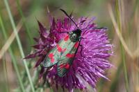 Zygaena filipendulae