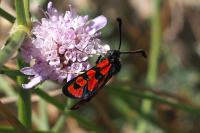 Zygaena hilaris chrysophaea