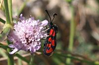 Zygaena hilaris chrysophaea
