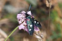Zygaena ephialtes