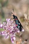 Zygaena ephialtes