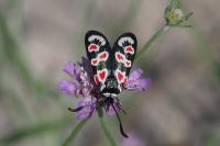 Zygaena occitanica