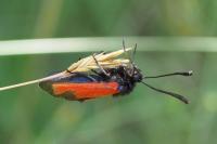 Zygaena erythrus actae