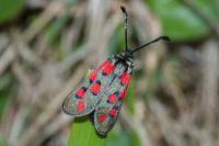 Zygaena rhadamanthus