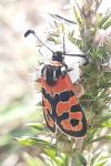 Zygaena fausta