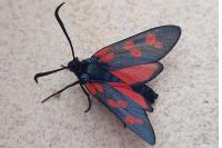 Zygaena filipendulae