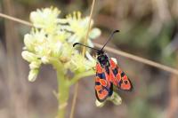 Zygaena hilaris galliae