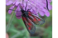 Zygaena viciae