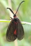 Aglaope infausta