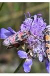 Zygaena fausta