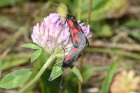 Zygaena trifolii