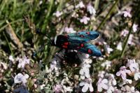 Zygaena lavandulae