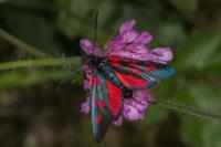 Zygaena lonicerae