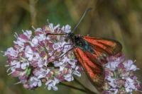Zygaena purpuralis