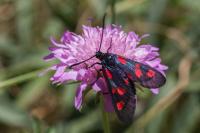 Zygaena lonicerae