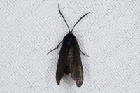 Rhagades pruni