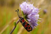 Zygaena fausta