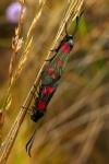 Zygaena filipendulae